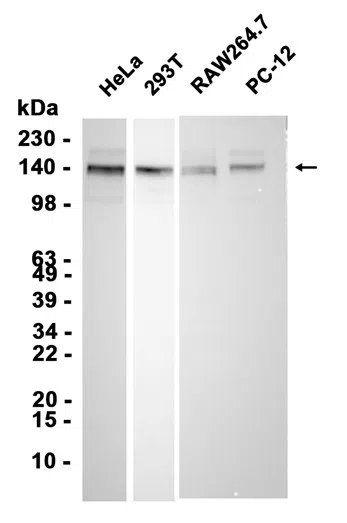 BTF Rabbit Monoclonal Antibody - Size: 100µl