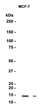 Profilin 2 Rabbit Monoclonal Antibody