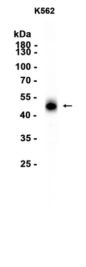 CCR7 Rabbit Monoclonal Antibody