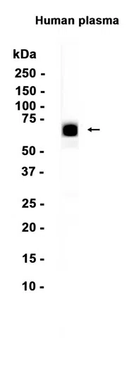 TPA Tissue Plasminogen Activator Rabbit Monoclonal Antibody - Size: 50µl