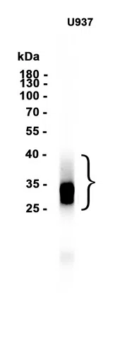CD69 Rabbit Monoclonal Antibody - Size: 100µl