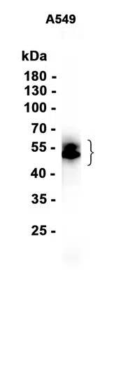 VISTA Rabbit Monoclonal Antibody - Size: 50µl