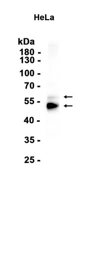 MEIS1 Rabbit Monoclonal Antibody - Size: 100µl