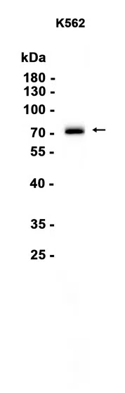 PKMYT1 Rabbit Monoclonal Antibody - Size: 50µl
