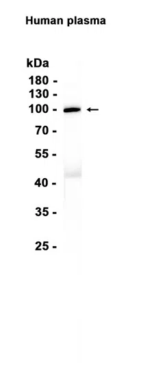 C2 Rabbit Monoclonal Antibody - Size: 100µl