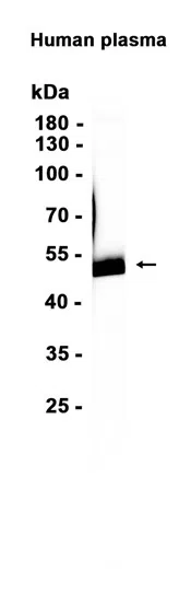 OLFM2 Rabbit Monoclonal Antibody - Size: 50µl