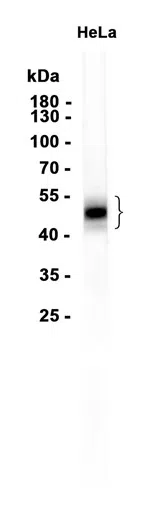 PD-L1 Rabbit Monoclonal Antibody - Size: 100µl