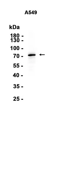 C14orf169/NO66 Rabbit Monoclonal Antibody - Size: 50µl