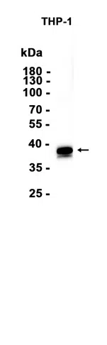 STING Rabbit Monoclonal Antibody - Size: 100µl