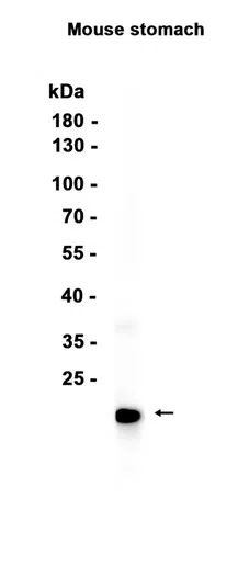 Gastrokine 2 Rabbit Monoclonal Antibody - Size: 50µl