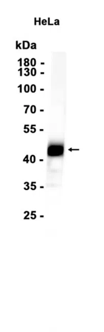 COUP TF1 Rabbit Monoclonal Antibody - Size: 50µl