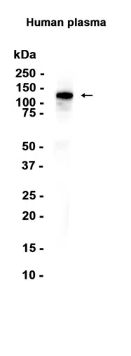 Anti-Kininogen 1 Rabbit Monoclonal Antibody - Size: 50µl