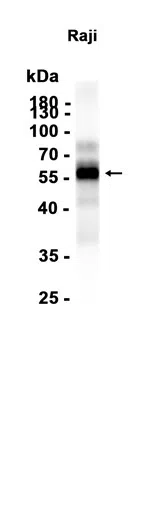 Oct-2 Rabbit Monoclonal Antibody - Size: 50µl