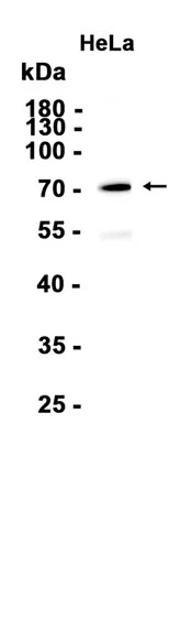 NDC80 Rabbit Monoclonal Antibody - Size: 100µl