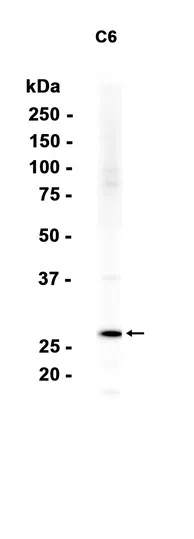 C1QA Rabbit Monoclonal Antibody