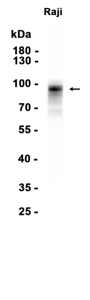 CD19 Rabbit Monoclonal Antibody