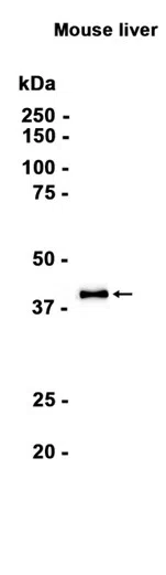 MMP21 Rabbit Monoclonal Antibody - Size: 50µl