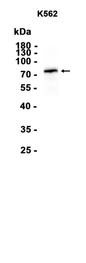 Mre11 Rabbit Monoclonal Antibody - Size: 100µl