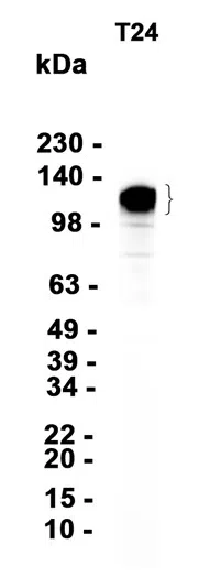 Integrin beta 1 Rabbit Monoclonal Antibody