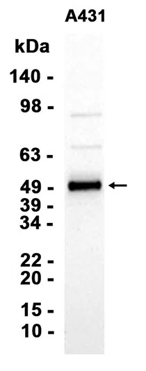 HNF-4-alpha Rabbit Monoclonal Antibody - Size: 100µl