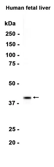 Thrombopoietin Rabbit Monoclonal Antibody - Size: 50µl