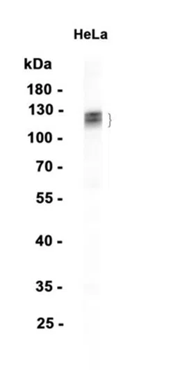 Pumilio 2 Rabbit Monoclonal Antibody - Size: 50µl