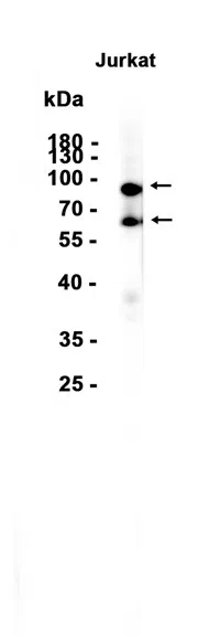 MYSM1 Rabbit Monoclonal Antibody - Size: 100µl