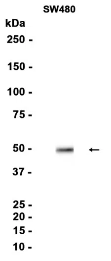 FOXA2 Rabbit Monoclonal Antibody - Size: 100µl
