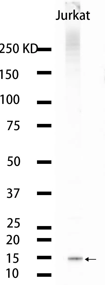 Sumo 2/3 Rabbit Monoclonal Antibody - Size: 50µl