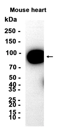 Vav proteins Rabbit Monoclonal Antibody