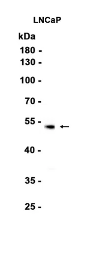 Prostein Rabbit Monoclonal Antibody - Size: 50µl