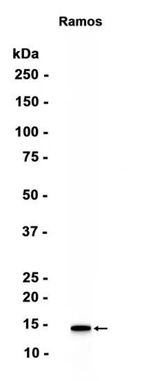 Tcl1 Rabbit Monoclonal Antibody - Size: 50µl