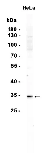 Dlx5 Rabbit Monoclonal Antibody