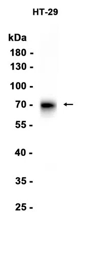 CD73 Rabbit Monoclonal Antibody - Size: 100µl