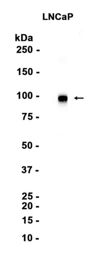 PSMA Rabbit Monoclonal Antibody - Size: 100µl