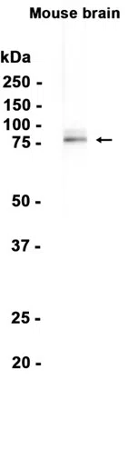 Dab1 Rabbit Monoclonal Antibody - Size: 100µl