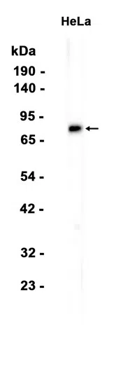 Bag3 Rabbit Monoclonal Antibody - Size: 100µl