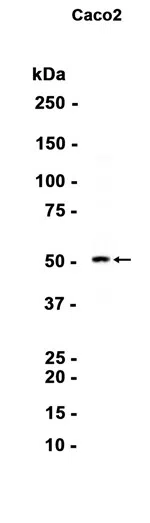 BTNL3 Rabbit Monoclonal Antibody - Size: 100µl