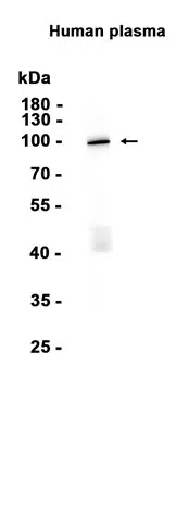 Fibrinogen alpha chain Rabbit Monoclonal Antibody - Size: 50µl