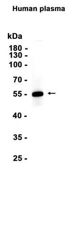 Angiotensinogen Rabbit Monoclonal Antibody - Size: 100µl