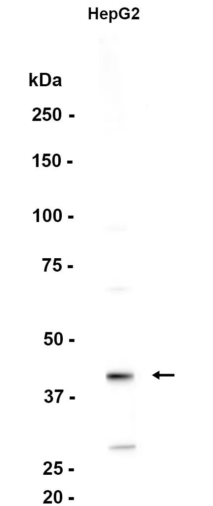 PON3 Rabbit Monoclonal Antibody - Size: 50µl