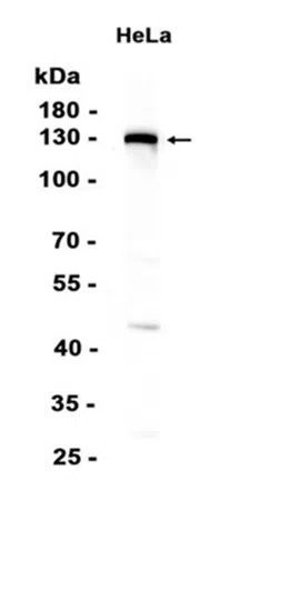 GM130 Rabbit Monoclonal Antibody - Size: 100µl