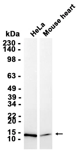 Adrenodoxin Rabbit Monoclonal Antibody - Size: 50µl
