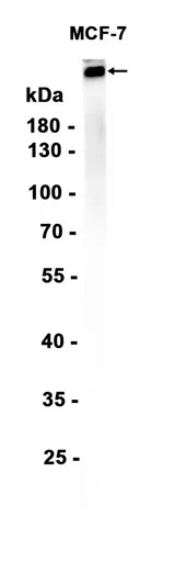 SCRIBBLE Rabbit Monoclonal Antibody - Size: 50µl