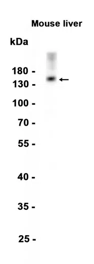 Xanthine Oxidase Rabbit Monoclonal Antibody - Size: 50µl