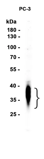 DKK1 Rabbit Monoclonal Antibody