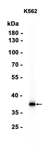 CrkL Rabbit Monoclonal Antibody - Size: 50µl