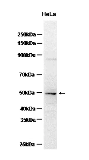 BMP9 Rabbit Monoclonal Antibody - Size: 50µl