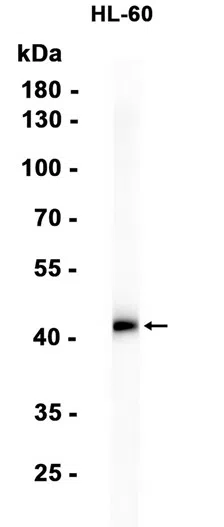 HLA B7 Rabbit Monoclonal Antibody - Size: 100µl