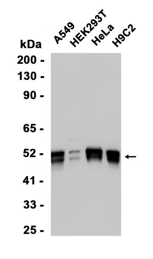 TEAD-1 Rabbit Monoclonal Antibody - Size: 100µl